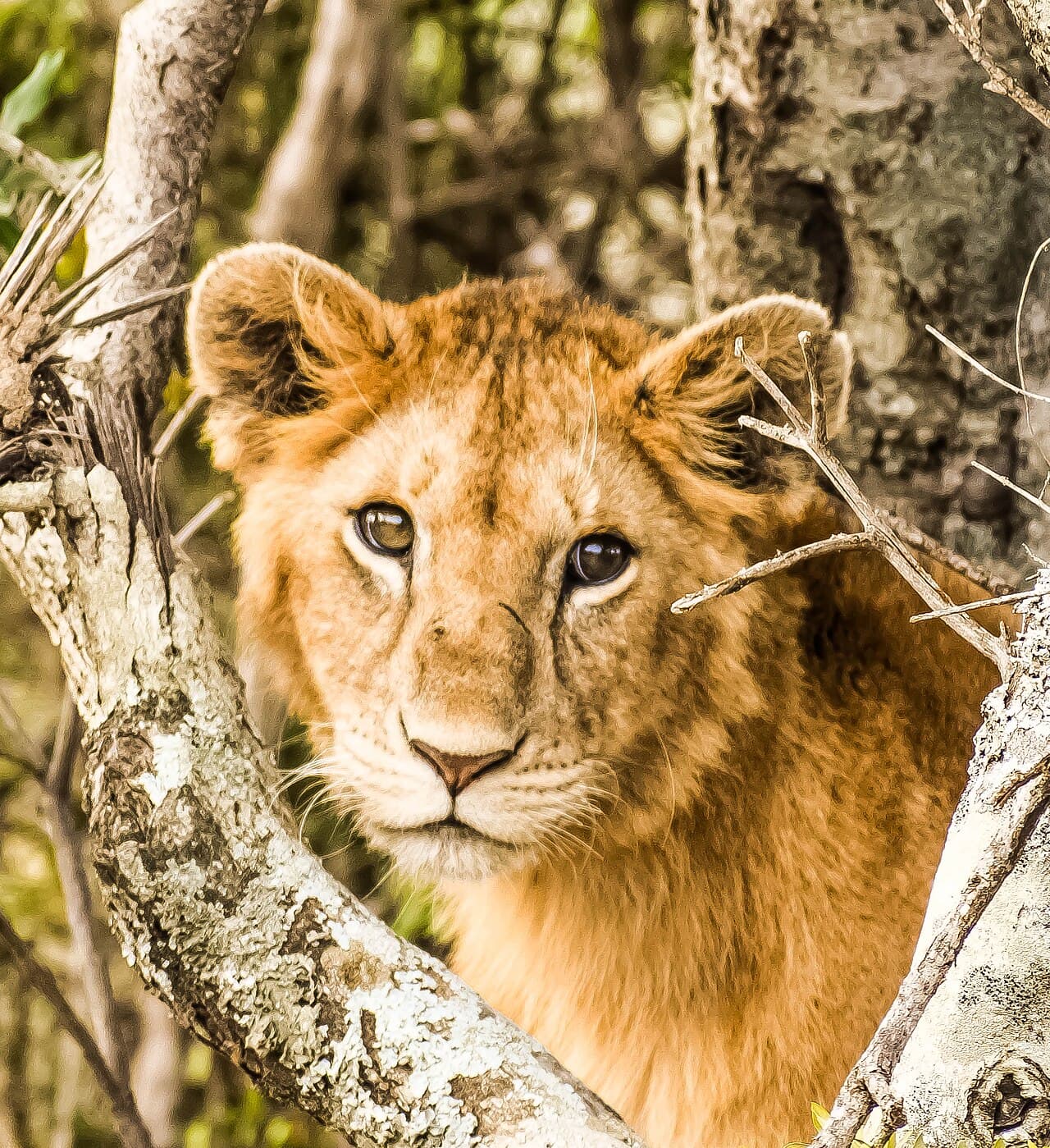 Wildlife — editorial portrait
