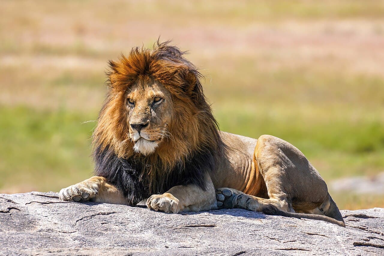Lions — editorial portrait